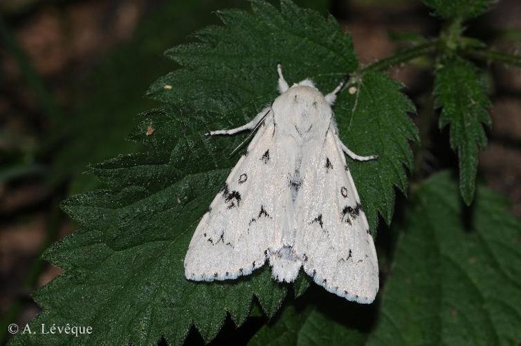 Noctuelle-Lièvre (La) (Acronicta leporina) © A. LEVEQUE