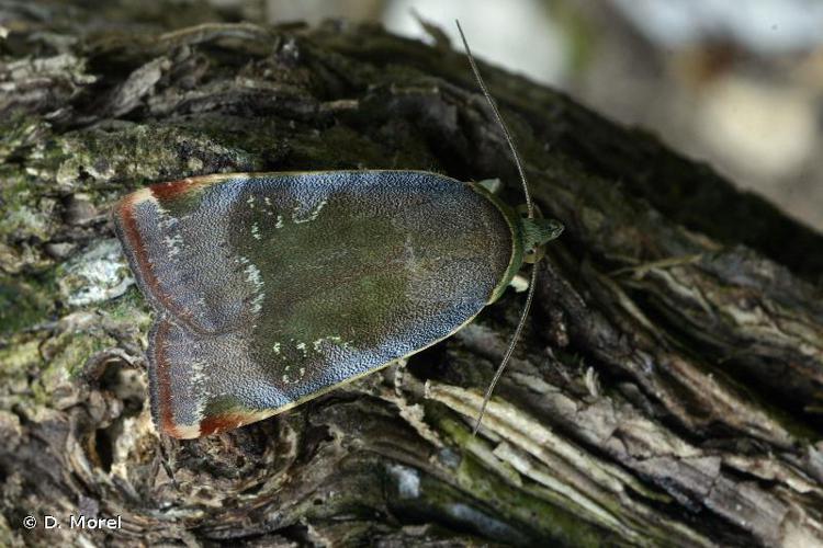 Collier soufré (Le) (Noctua janthe) © D. Morel