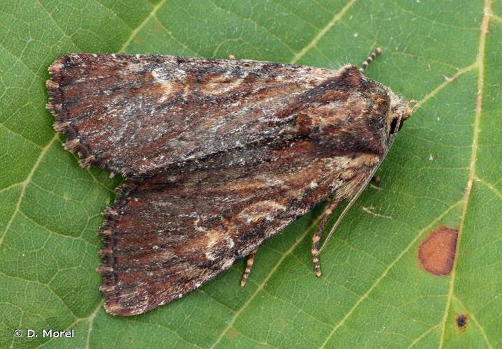 Campagnarde (La) (Apamea crenata) © D. Morel