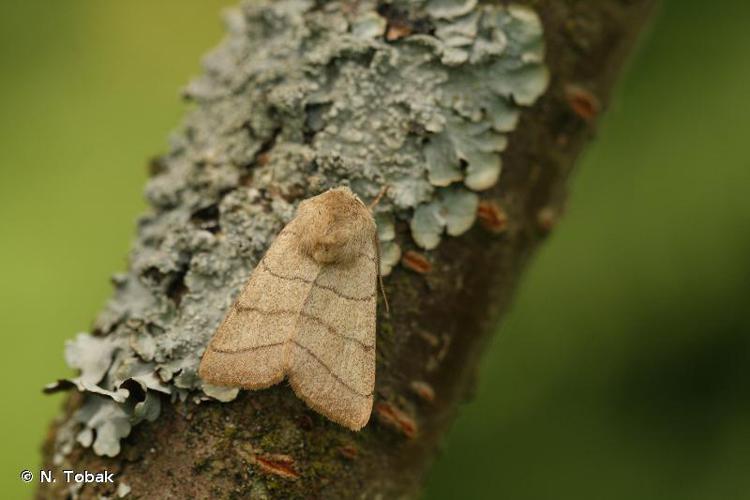 Noctuelle trilignée (La) (Charanyca trigrammica) © N. Tobak