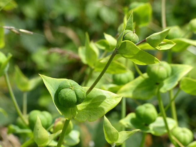 Euphorbe épurge (Euphorbia lathyris) © Morvan Debroize