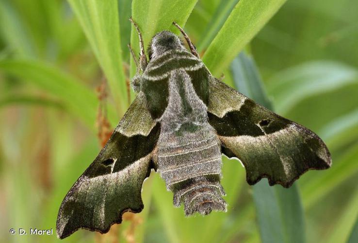 Sphinx de l'Épilobe (Le) (Proserpinus proserpina) © D. Morel