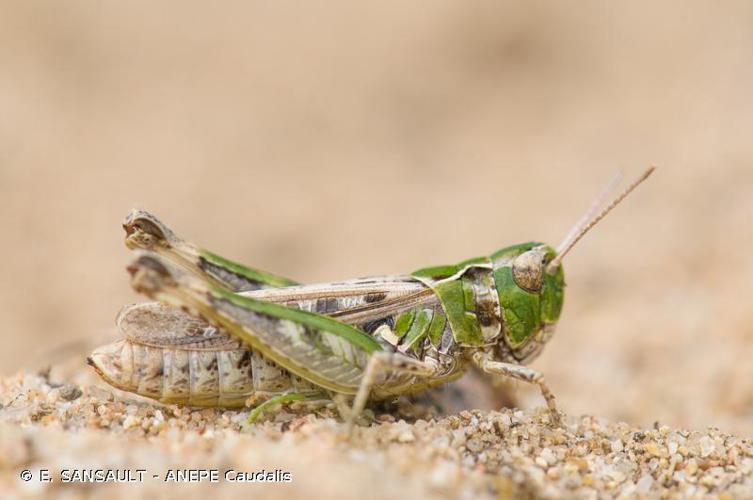 Gomphocère tacheté (Myrmeleotettix maculatus) © E. SANSAULT - ANEPE Caudalis