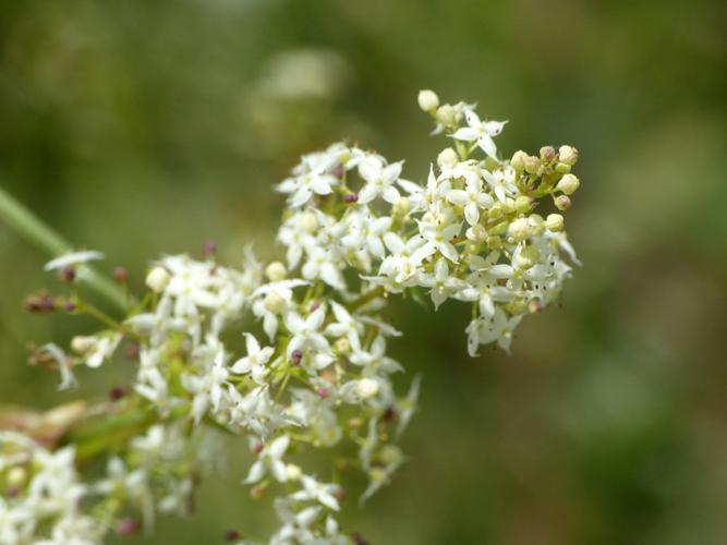 Gaillet dressé (Galium album) © Morvan Debroize