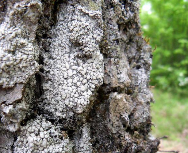 Pertusaria amara © J. Vallade