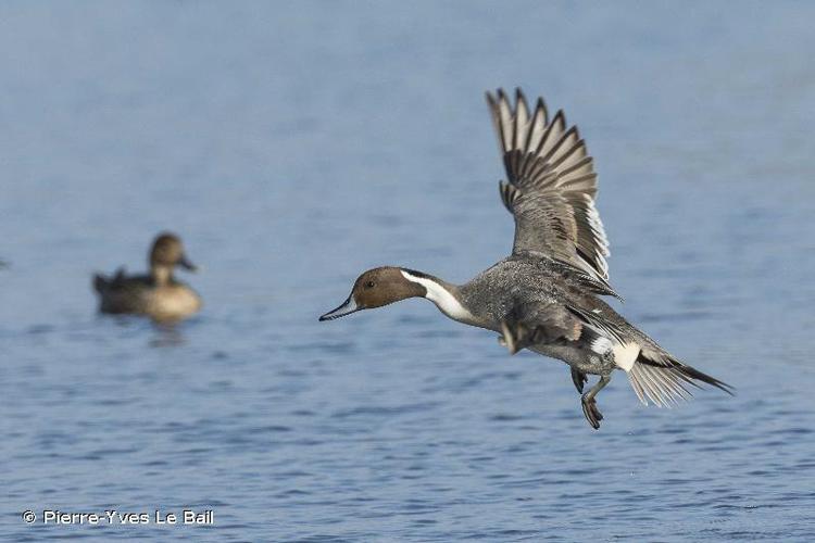 Canard pilet (Anas acuta) © Pierre-Yves Le Bail