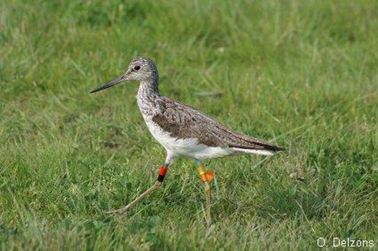 Chevalier aboyeur (Tringa nebularia) © O. Delzons