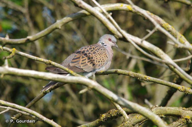 Tourterelle des bois (Streptopelia turtur) © P. Gourdain