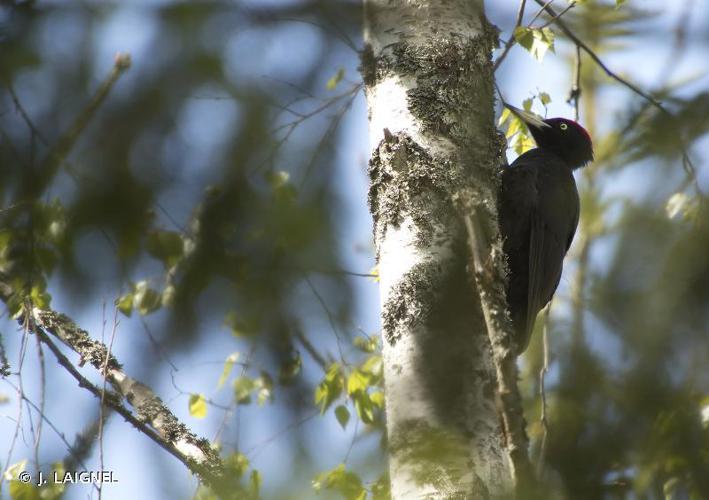 Pic noir (Dryocopus martius) © J. LAIGNEL