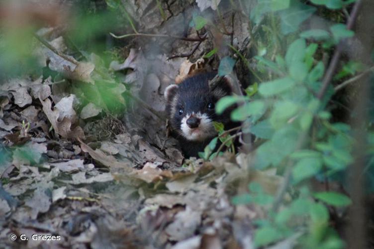 Putois d'Europe (Mustela putorius) © G. Grezes