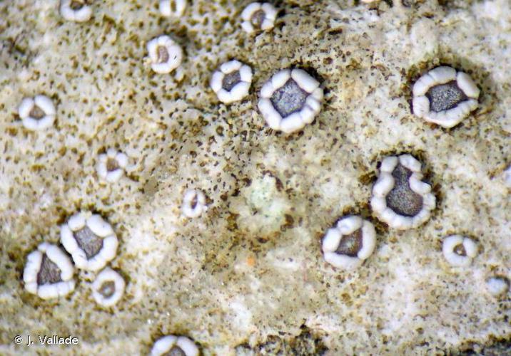 Lecanora crenulata © J. Vallade