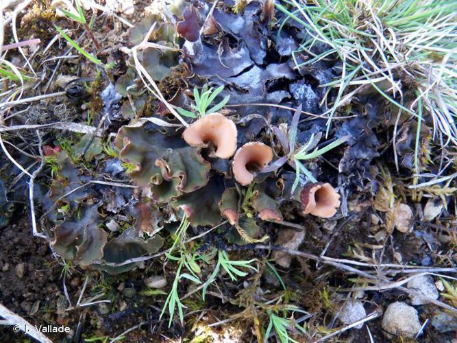 Peltigera rufescens © J. Vallade