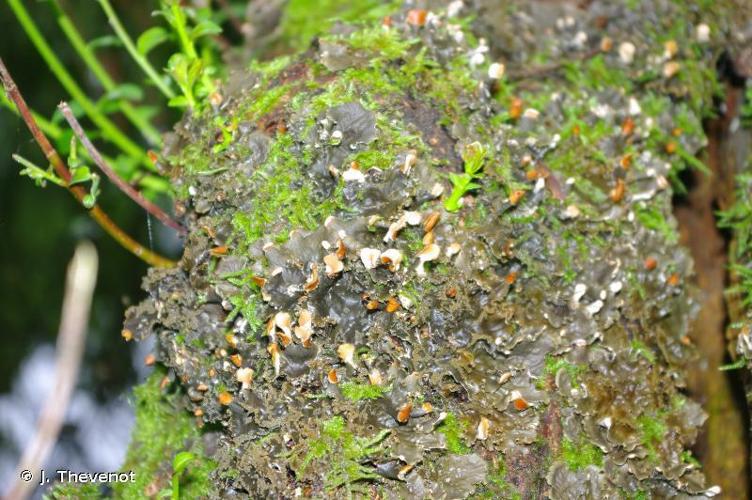 Peltigera canina © J. Thevenot