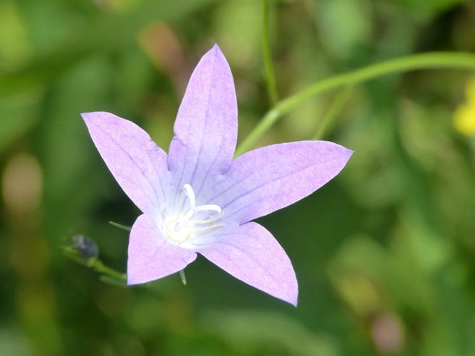 Campanule étoilée (Campanula patula) © Morvan Debroize