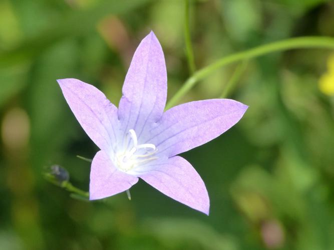 Campanule étoilée (Campanula patula) © Morvan Debroize