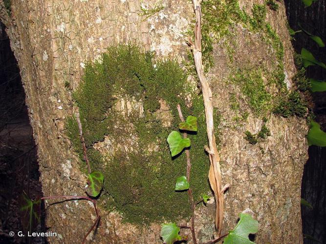 Frullania dilatata © G. Leveslin