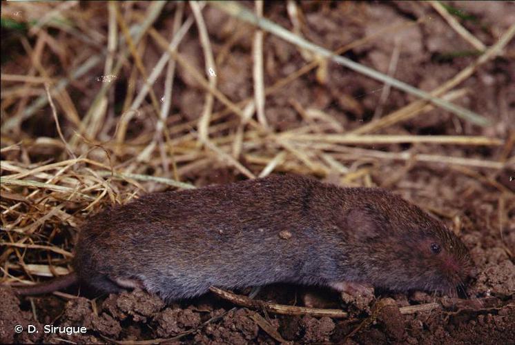 Campagnol souterrain (Microtus subterraneus) © D. Sirugue