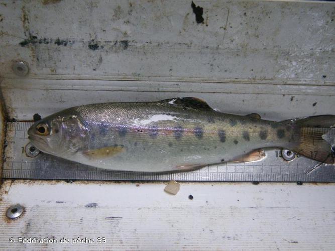 Truite arc-en-ciel (Oncorhynchus mykiss) © Fédération de pêche 33