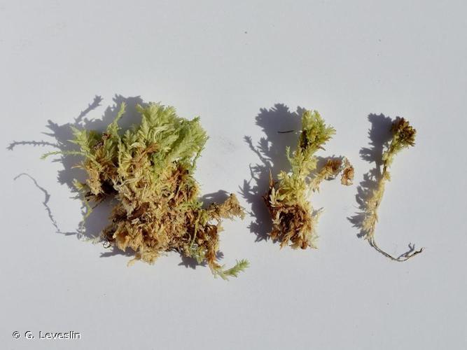 Sphagnum compactum © G. Leveslin