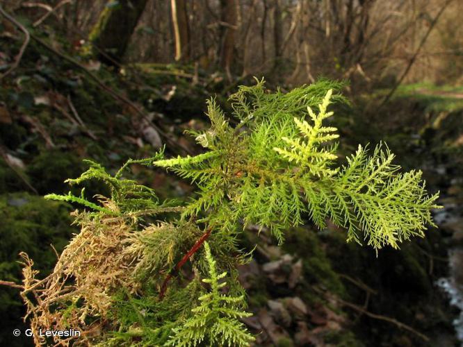 Thuidium tamariscinum © G. Leveslin