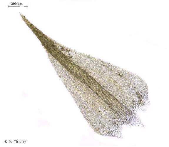 Hygroamblystegium tenax © H. Tinguy