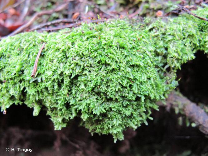 Lejeunea cavifolia © H. Tinguy