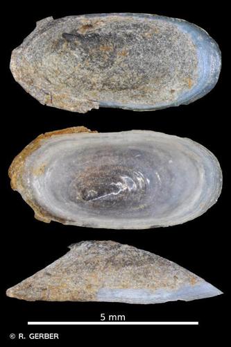 Patelline d'Europe (Acroloxus lacustris) © R. GERBER