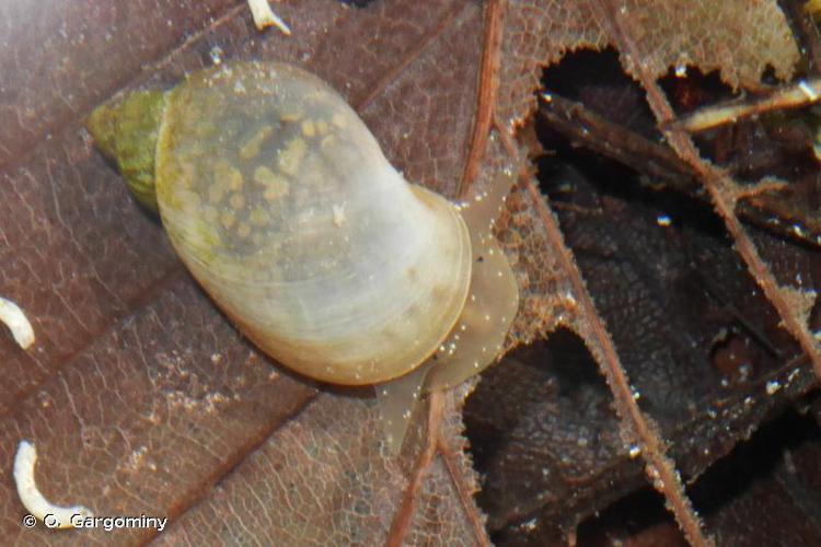 Limnée commune (Radix balthica) © O. Gargominy