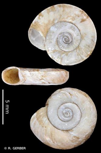 Planorbe commune (Planorbis planorbis) © R. GERBER