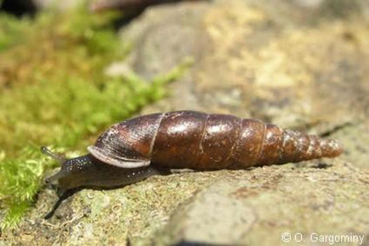 Fuseau commun (Cochlodina laminata laminata) © O. Gargominy