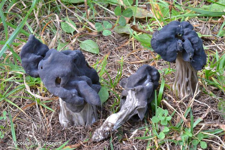 Helvelle lacuneuse (Helvella lacunosa) © Nicolas Van Vooren