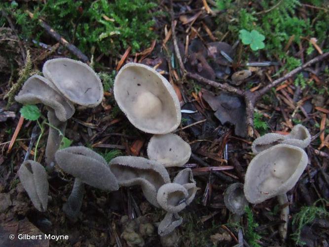 Helvelle à long pied (Helvella macropus) © Gilbert Moyne