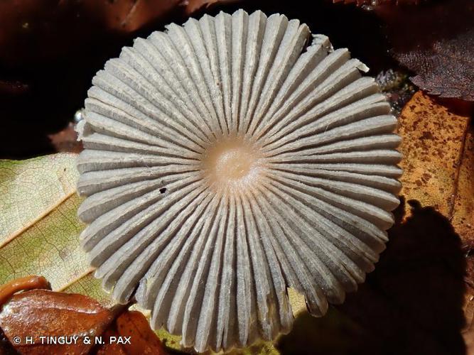 Coprin parasol (Coprinus plicatilis) © H. TINGUY & N. PAX