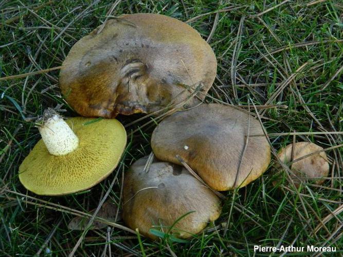 Bolet à base rose (Suillus collinitus) © PA. Moreau