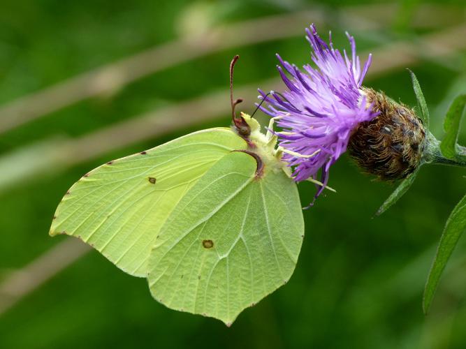 Citron (Gonepteryx rhamni) © Morvan Debroize