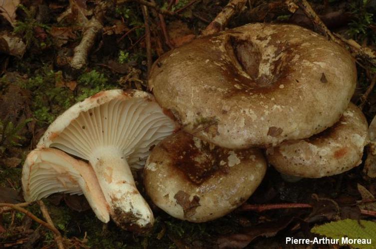 Russule noircissante (Russula nigricans) © PA. Moreau