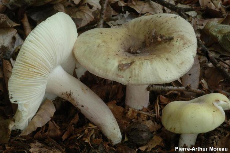 Russule à pied violet (Russula violeipes) © PA. Moreau