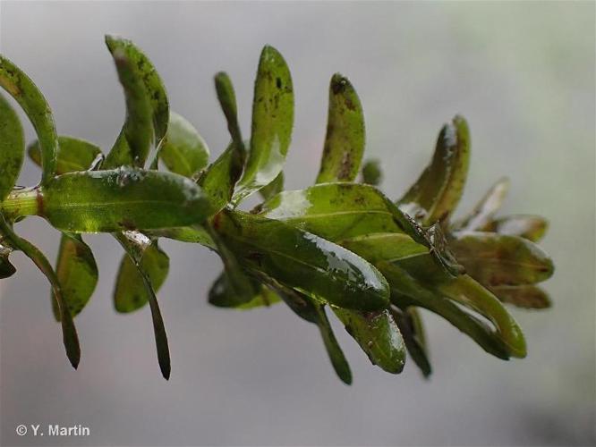 Élodée du Canada (Elodea canadensis) © Y. Martin