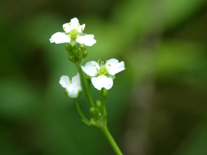 Grand plantain d'eau (Alisma plantago-aquatica) © Morvan Debroize