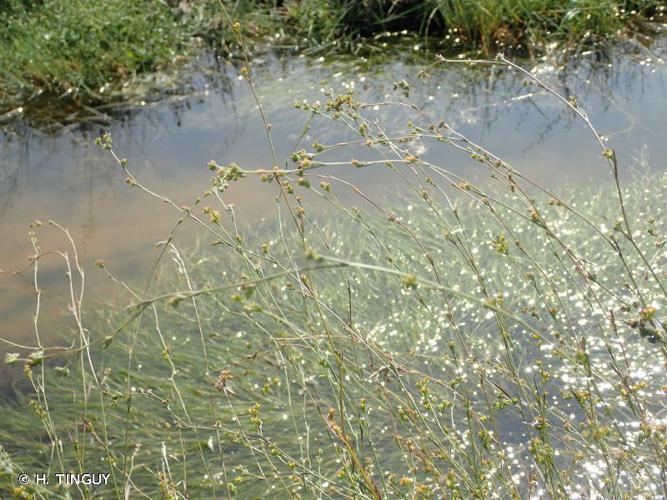 Buplèvre très grêle (Bupleurum tenuissimum) © H. TINGUY