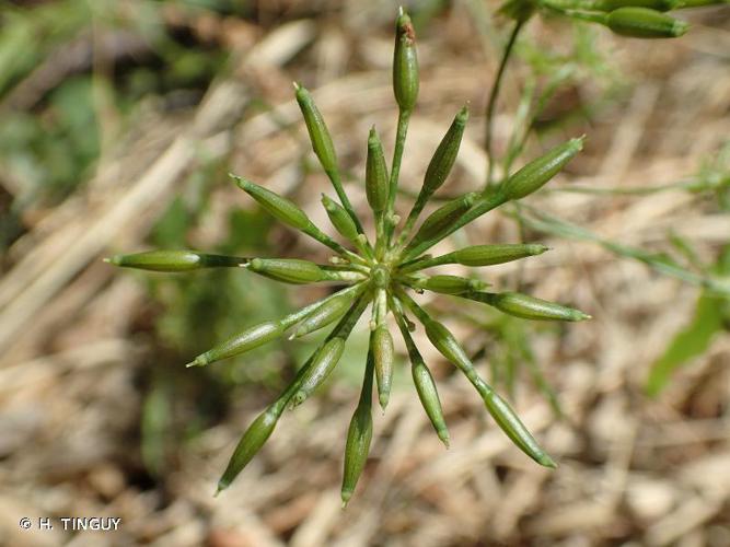 Chérophylle penché (Chaerophyllum temulum) © H. TINGUY