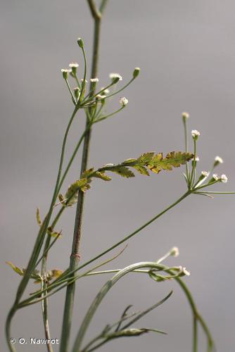 Berle des blés (Sison segetum) © O. Nawrot