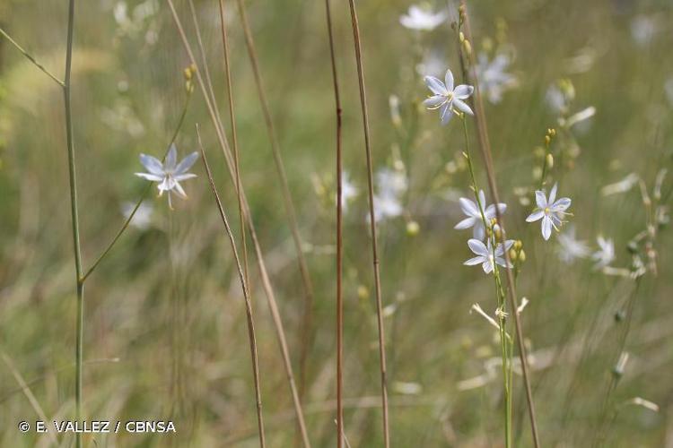 Phalangère rameuse (Anthericum ramosum) © E. VALLEZ / CBNSA