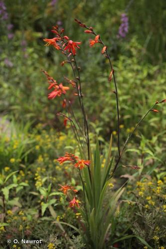 Montbrétia (Crocosmia x crocosmiiflora) © O. Nawrot