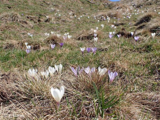 Crocus de printemps (Crocus vernus) © Yoan MARTIN