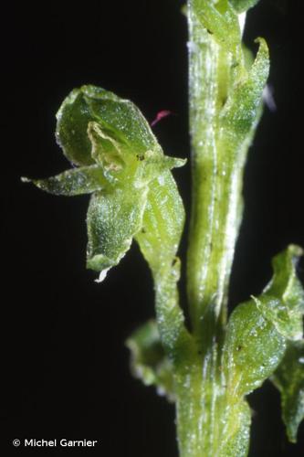 Malaxis des tourbières (Hammarbya paludosa) © Michel Garnier