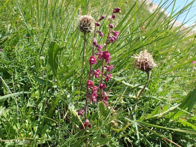 Épipactis rouge sombre (Epipactis atrorubens) © Y. Martin