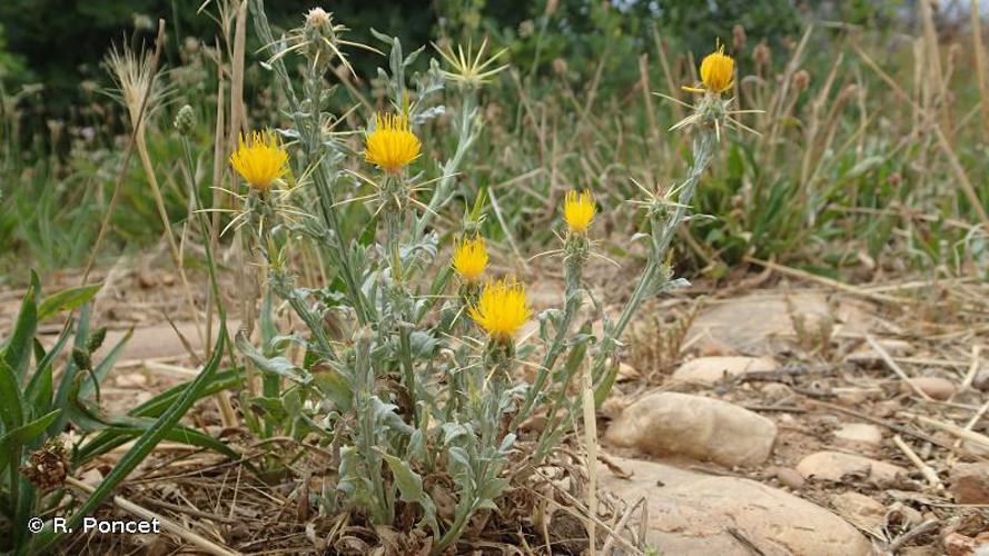 Centaurée du solstice (Centaurea solstitialis) © R. Poncet