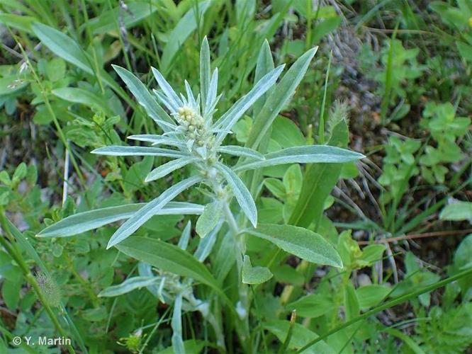 Gnaphale des forêts (Gnaphalium sylvaticum) © Y. Martin