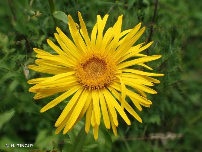 Inule à feuilles de saule (Inula salicina) © H. TINGUY